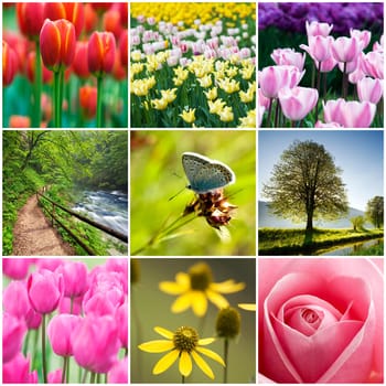 Beautiful flower collage made from nine photos