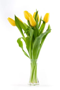 yellow tulips in vase,popular cut flowers for Valentine's Day and Mother's Day