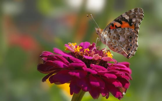 My goldfinch butterfly on red zinnia