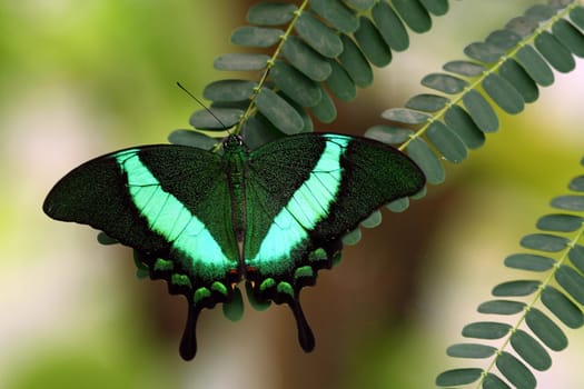 Swallowtail (papilio palinurus)
