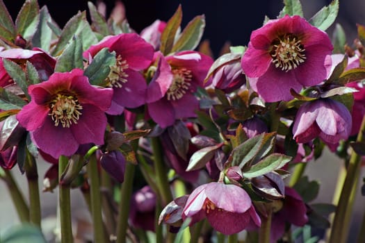 Spring Flower - The Snow Rose or Christmas Rose