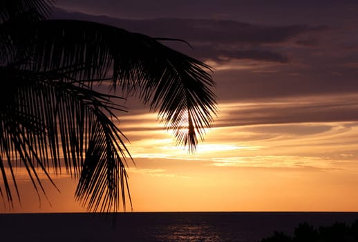 A sunset behind palm trees