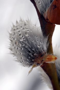 A wet and cold spring day