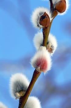 A Blooming Willow - The Harbinger of Spring