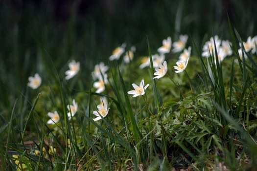 An early spring flower - the wood anemone