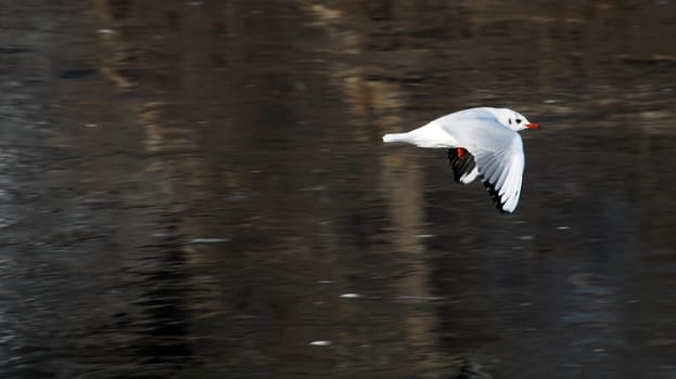The Seagull