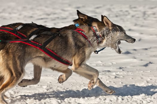 Huskies