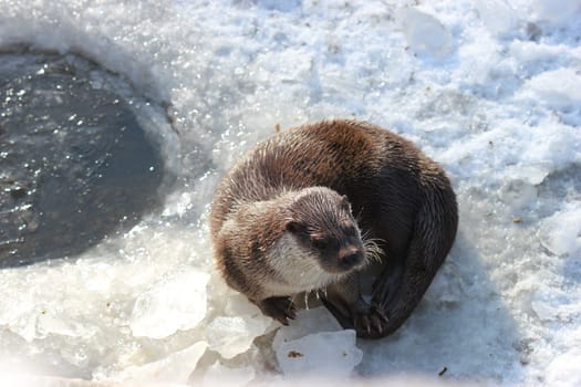 Male otter in the wintry Sababurg Zoo