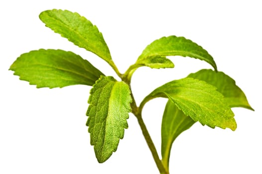 the vegetable substitute for sugar,stevia rebaudiana