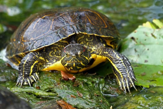 Sea turtle