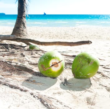 some coconuts on a tropical beach