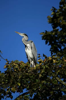Grey heron