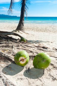 some coconuts on a tropical beach