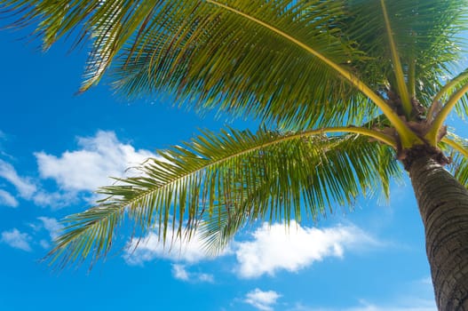 palm tree against a blue sky