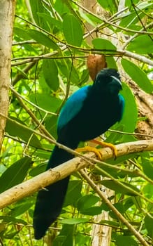 Yucatan jay bird birds in the tree trees in tropical jungle forest nature in Playa del Carmen Quintana Roo Mexico.