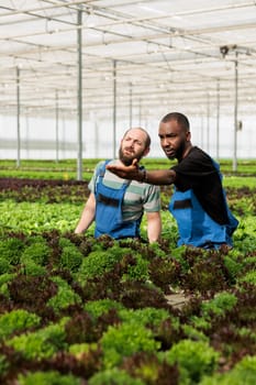 Teamworking farmers brainstorming ways to solve pest control problems without using pesticides. Naturally grown food crops in chemical free environmentally conscious local greenhouse