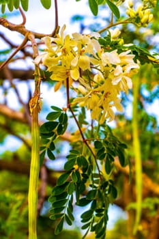 Seeds and flowers blossoms of moringa tree and green tree top with blue sky background in Playa del Carmen Quintana Roo Mexico.