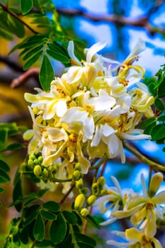 Seeds and flowers blossoms of moringa tree and green tree top with blue sky background in Playa del Carmen Quintana Roo Mexico.