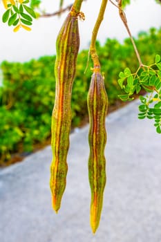 Seeds and flowers blossoms of moringa tree and green tree top with blue sky background in Playa del Carmen Quintana Roo Mexico.