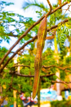 Seeds and flowers blossoms of moringa tree and green tree top with blue sky background in Playa del Carmen Quintana Roo Mexico.