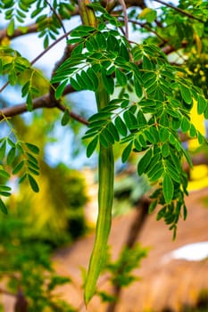 Seeds and flowers blossoms of moringa tree and green tree top with blue sky background in Playa del Carmen Quintana Roo Mexico.