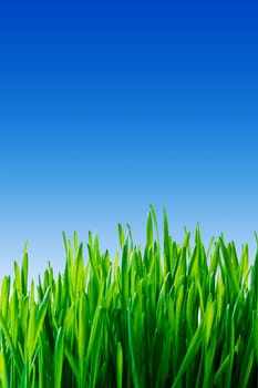 Grass and blue sky