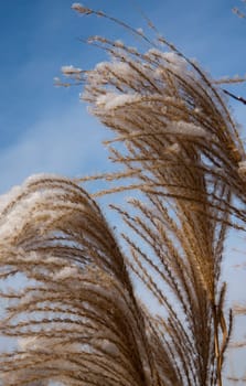 Reeds in winter
