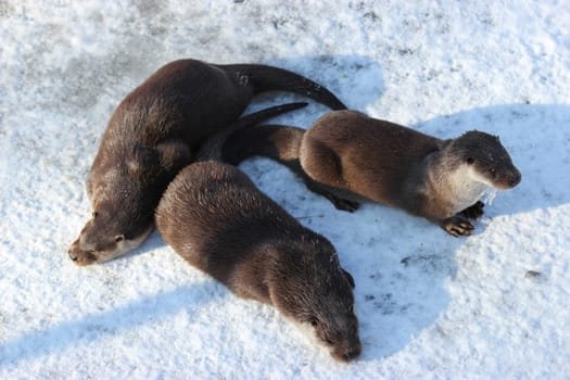 Three otters in the wintry Sababurg Zoo