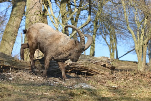 West Caucasian ibex at Sababurg Zoo