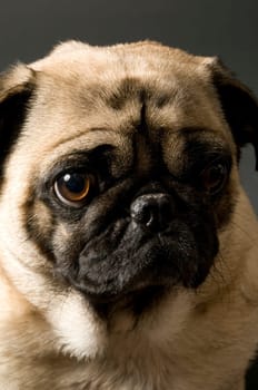 Pug Portrait
