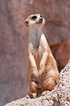 A meerkat or suricate watching out for danger.