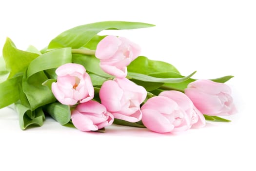 pink tulips,popular cut flowers for Valentine's Day and Mother's Day