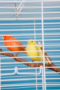 Two Pet Birds in a Cage