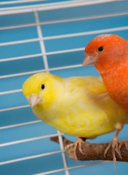 Two Pet Birds in a Cage
