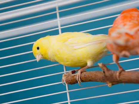 Two Pet Birds in a Cage