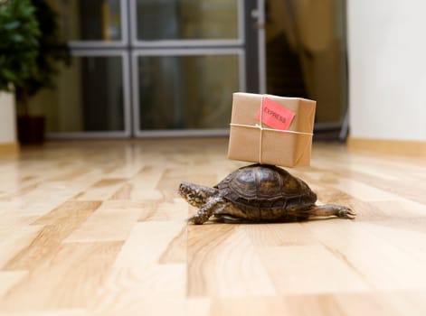Turtle with a package indoor