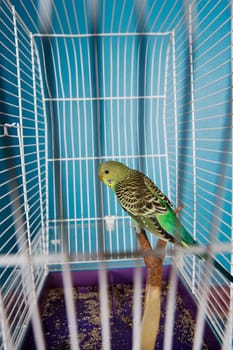 Single Pet Bird in a cage