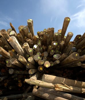 Large group of Timber towards blue sky