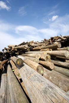 Large group of Timber towards blue sky