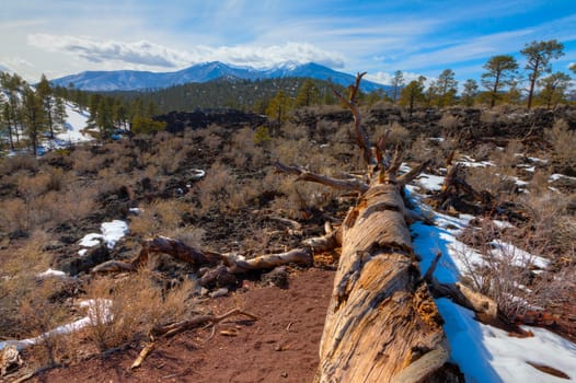 San Francisco Peaks rise above the lava field at Sunset Crater in Flagstaff, Arizona