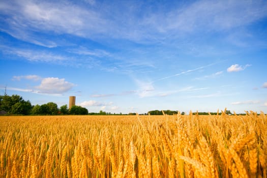 Wheat field in a farm in Central Indiana