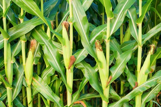 Closeup view of corn stalks on a farm in Central Indiana