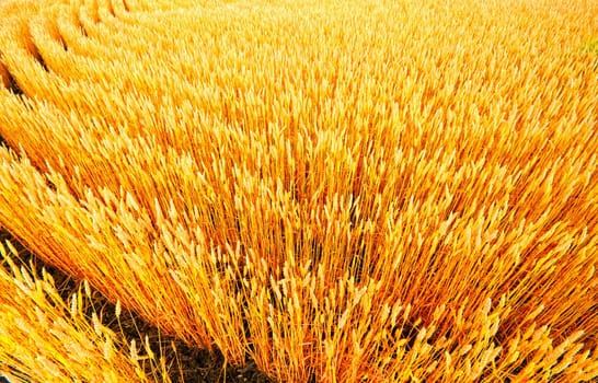 Rows of wheat at a farm in rural Indiana