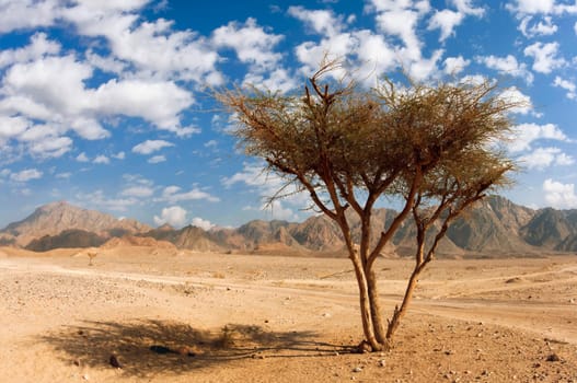 WADI FEIRAN WITH BLACKTHORN ACACIA