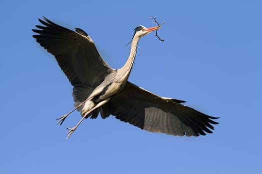 Blue heron, flying with a branch to the nest