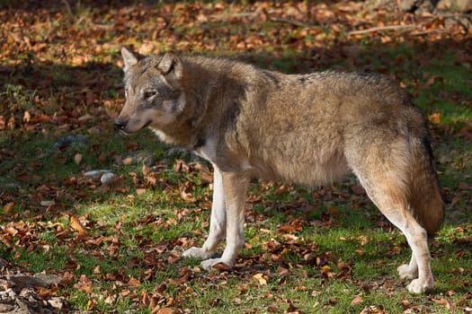 The Wolf