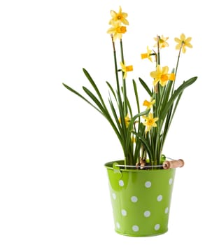 Yellow daffodils in green can isolated on white