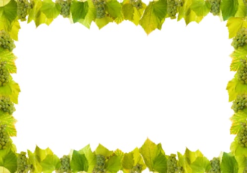 frame made from white wine grapes on white