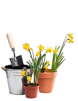 Isolated daffodils and can with soil close up
