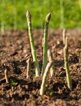 Fresh green asparagus growing on the garden